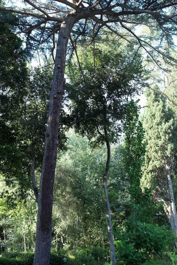 Suite A Villa D'Orri Sarroch Kültér fotó